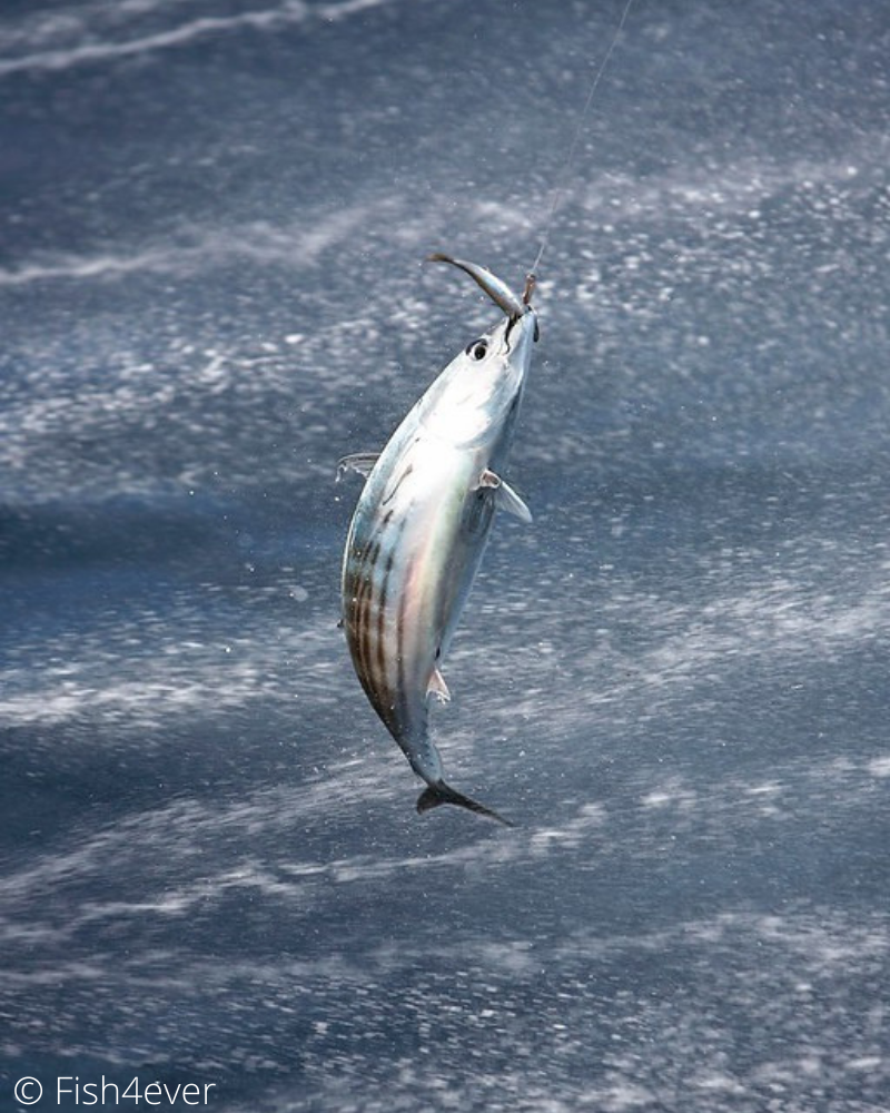 Skipjack Tuna Sourcing Transparency Platform